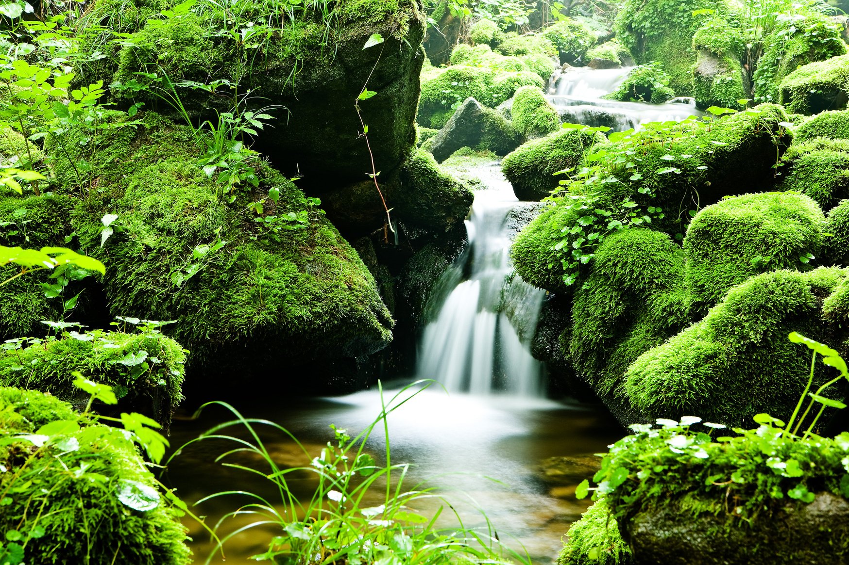 Stream in the Forest